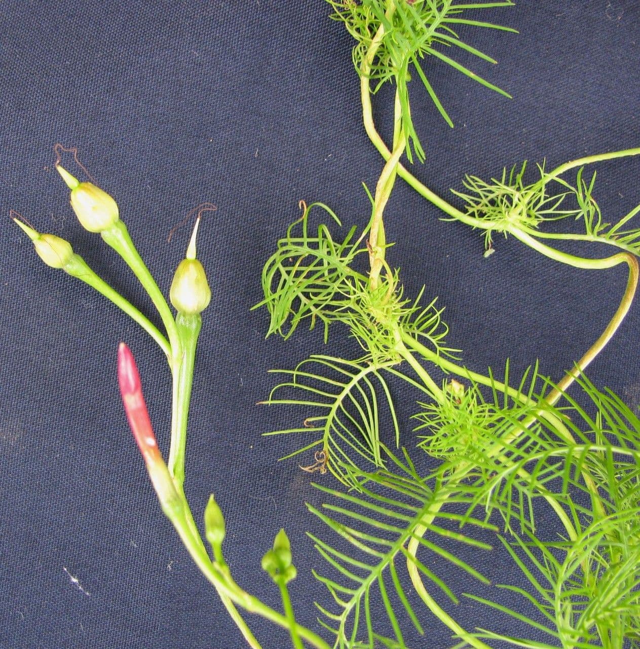 Ipomoea quamoclit 23