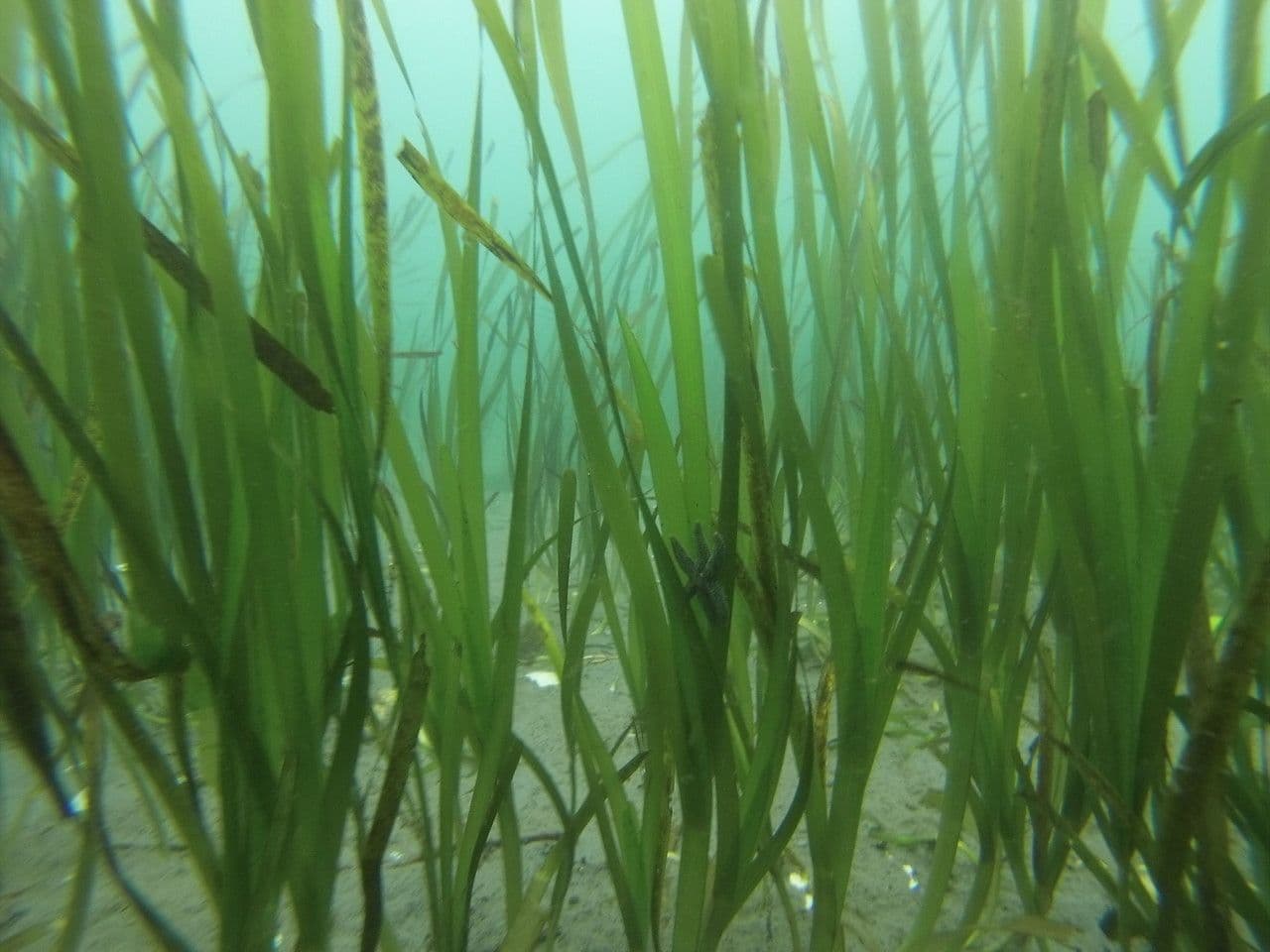Zostera marina 7