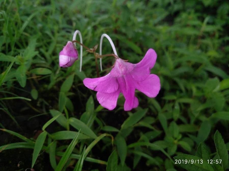 Impatiens