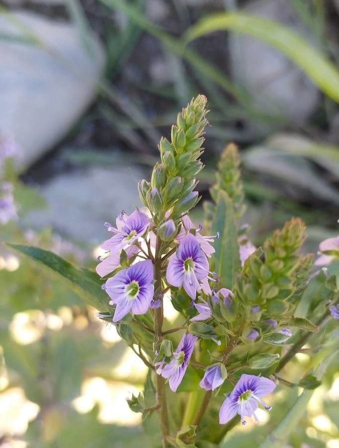 Veronica acquatica 10