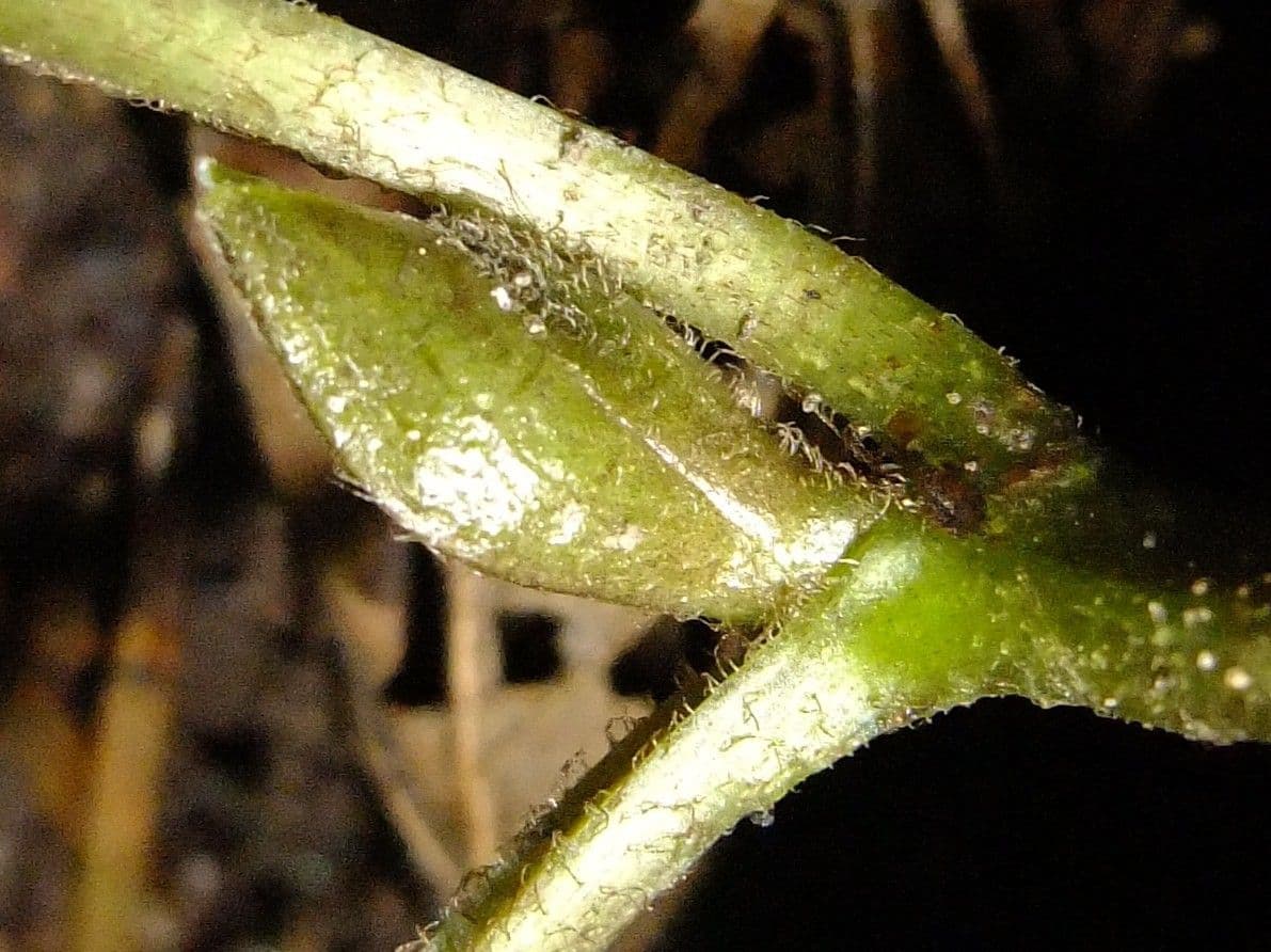 Asaro 24