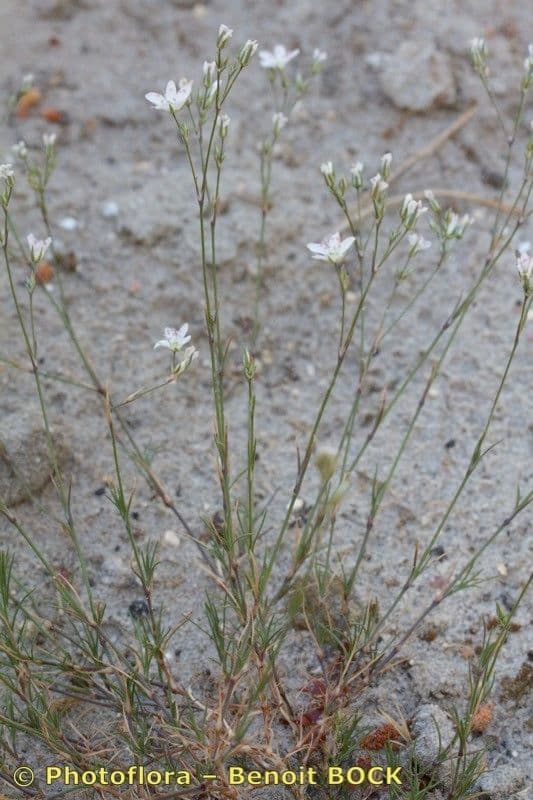 Minuartia setacea 8