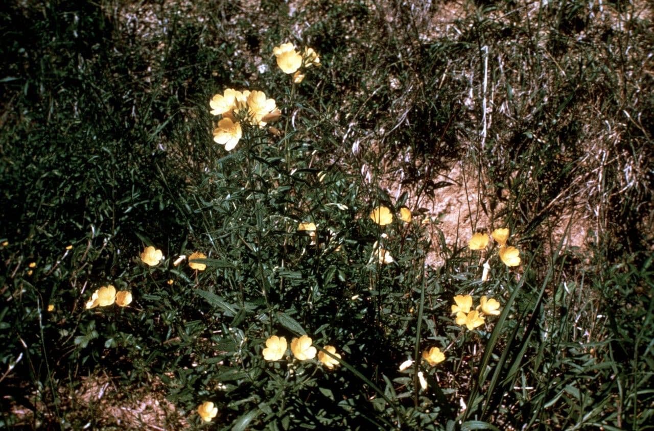 Onagra arbustiva 19