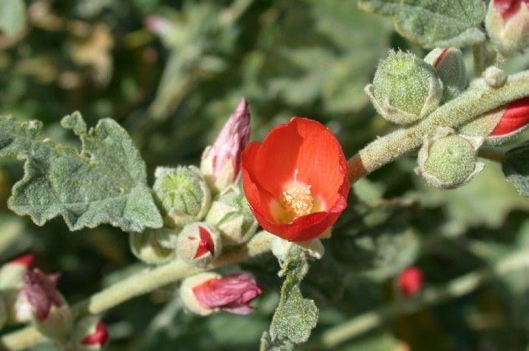 Sphaeralcea di Emory