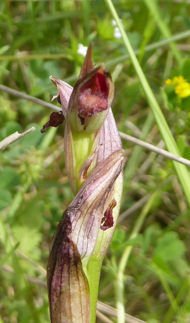 Serapias parviflora 23