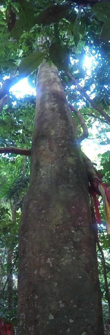Sloanea dasycarpa 2