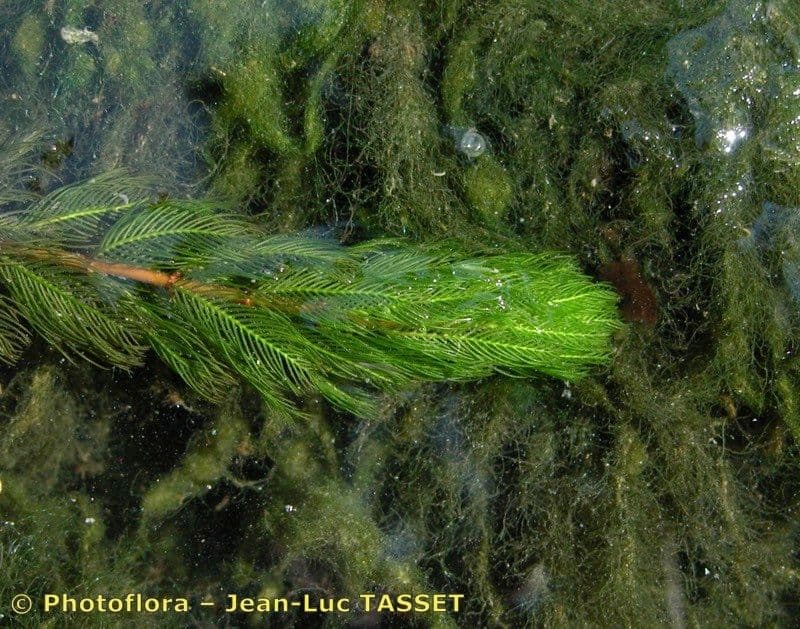 Ähriges Tausendblatt 27