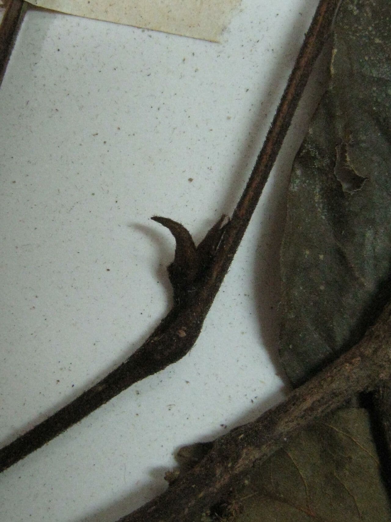 Swartzia 4