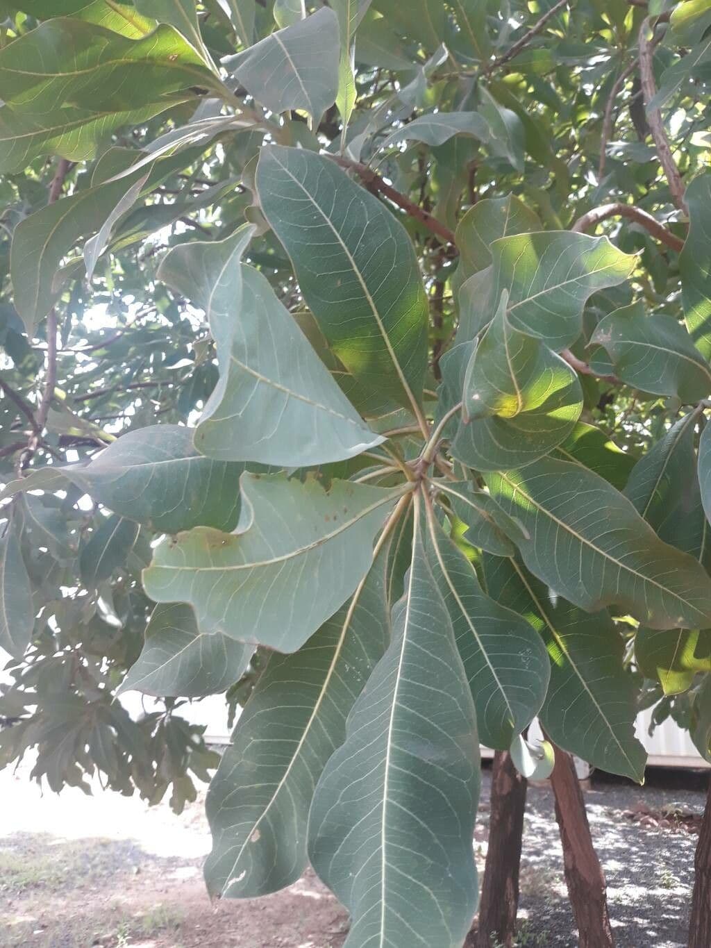 Terminalia 7