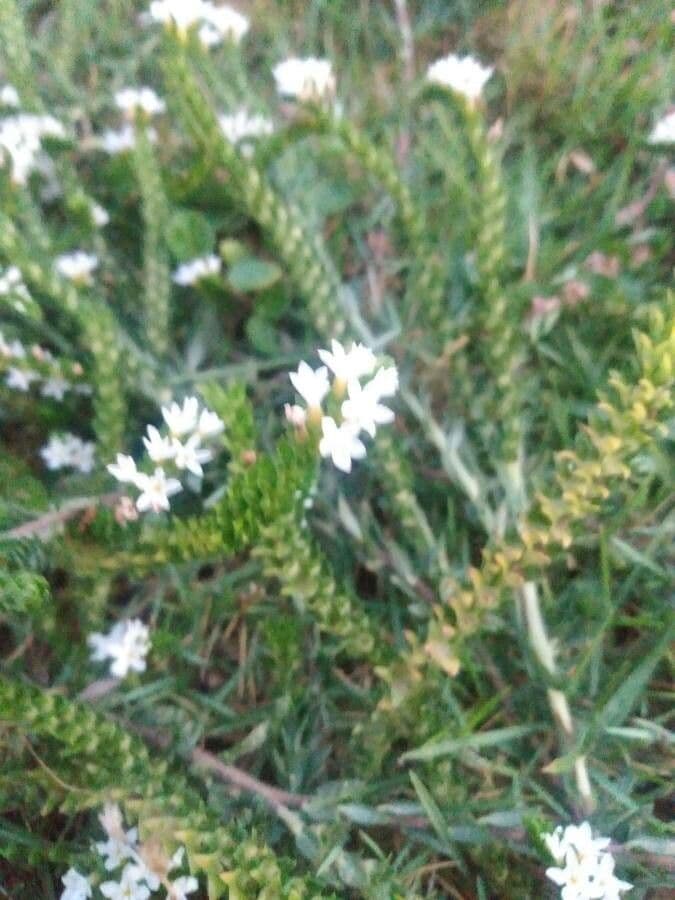 Euploca polyphylla 3