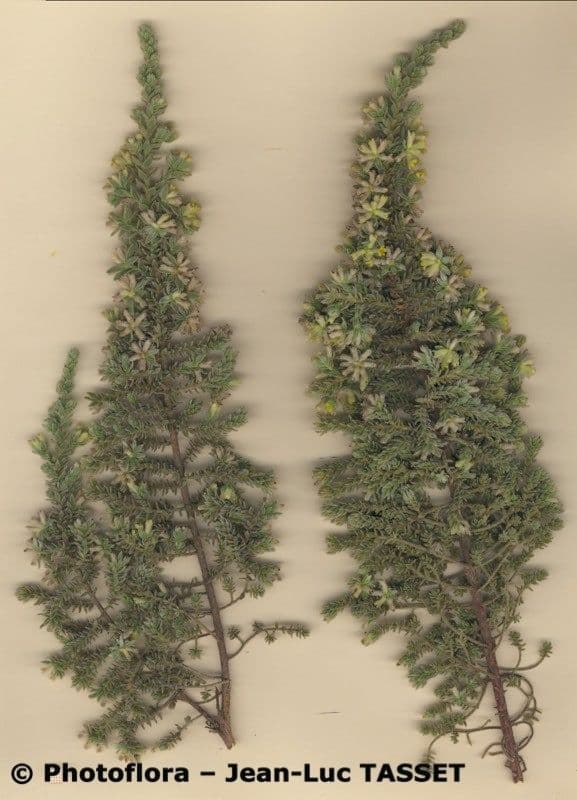 Tímelaea villosa 9