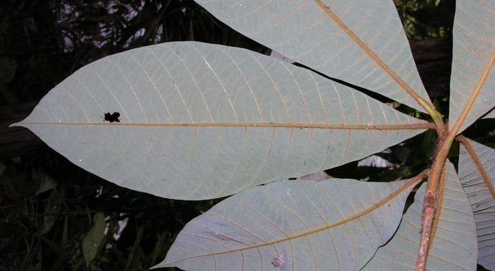 Pouteria bracteada 5