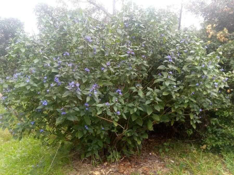 Eranthemum 7