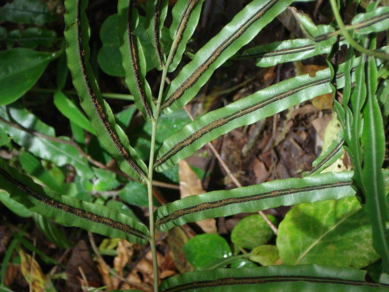 Salpichlaena 10
