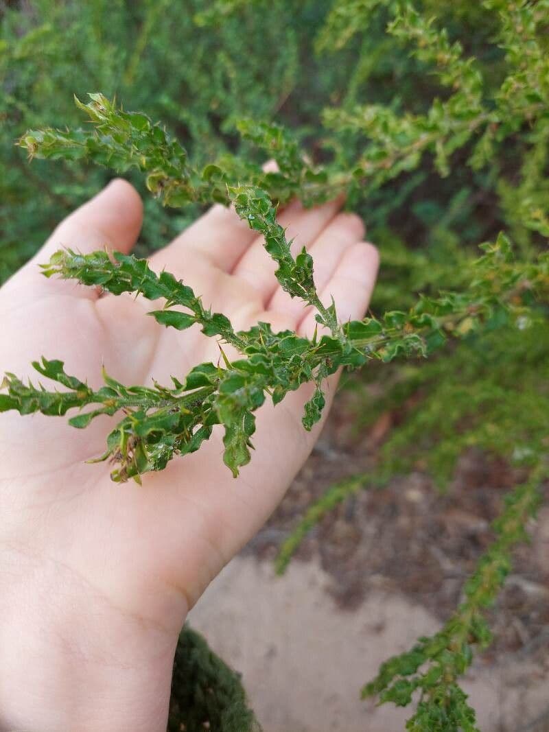 Acacia paradoxa 13