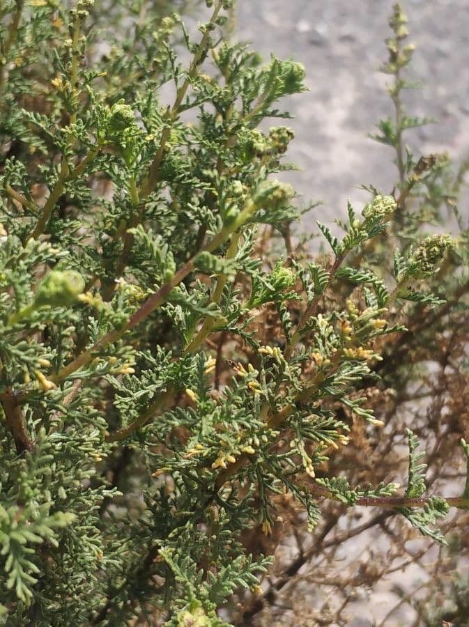Ambrosia 3