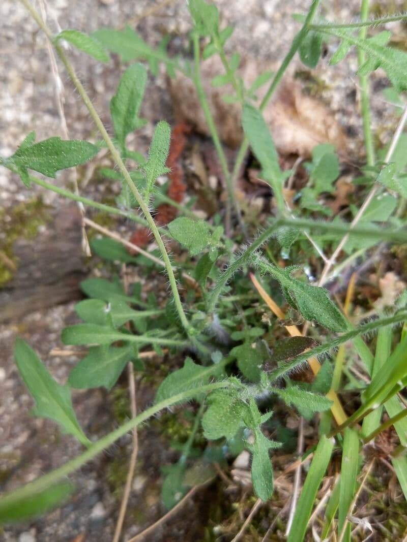 Arabetta sabbiola 16