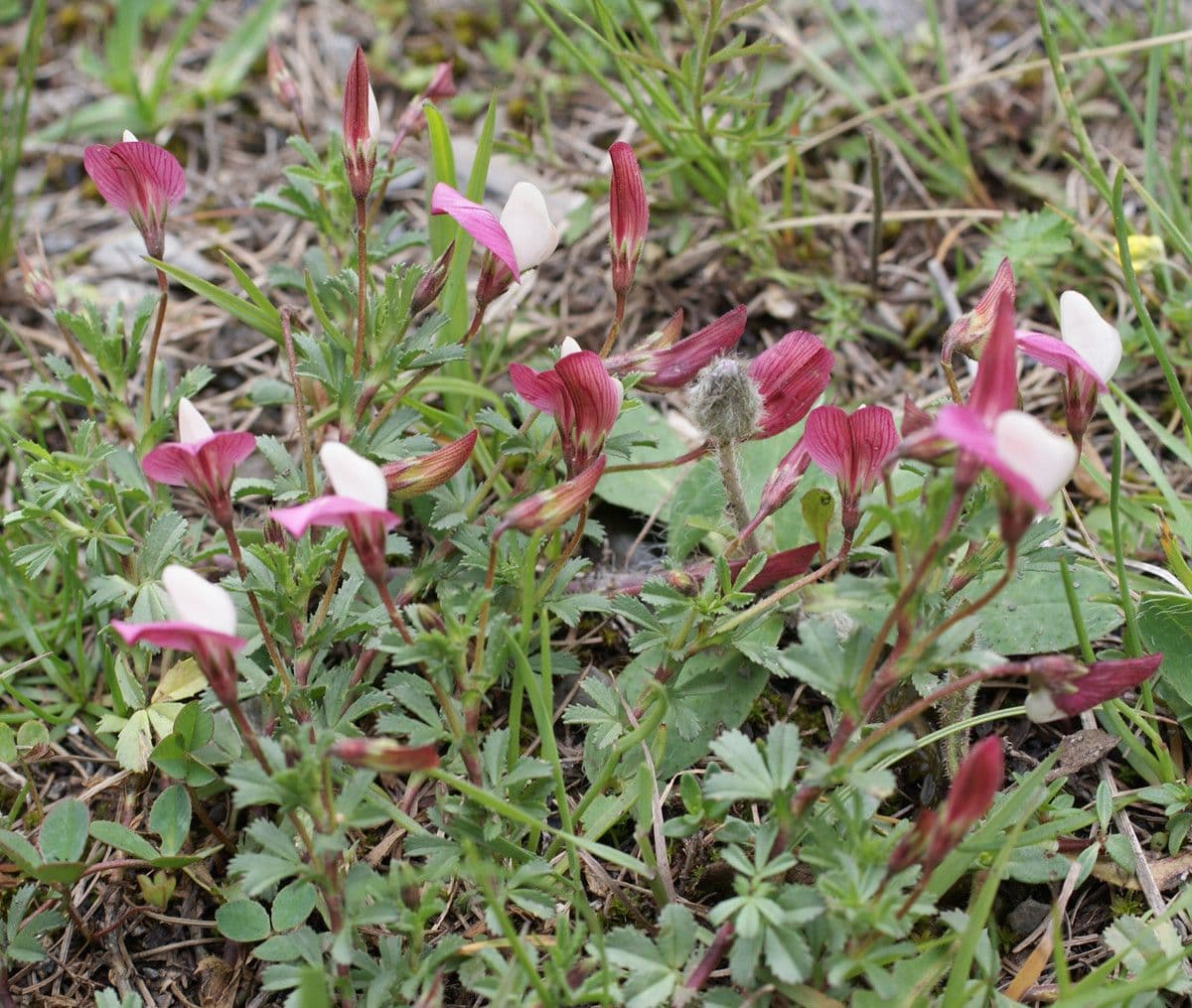 Ononis cristata 13