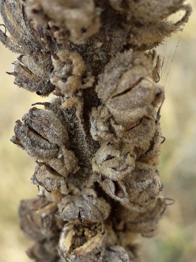 Verbasco tasso 5
