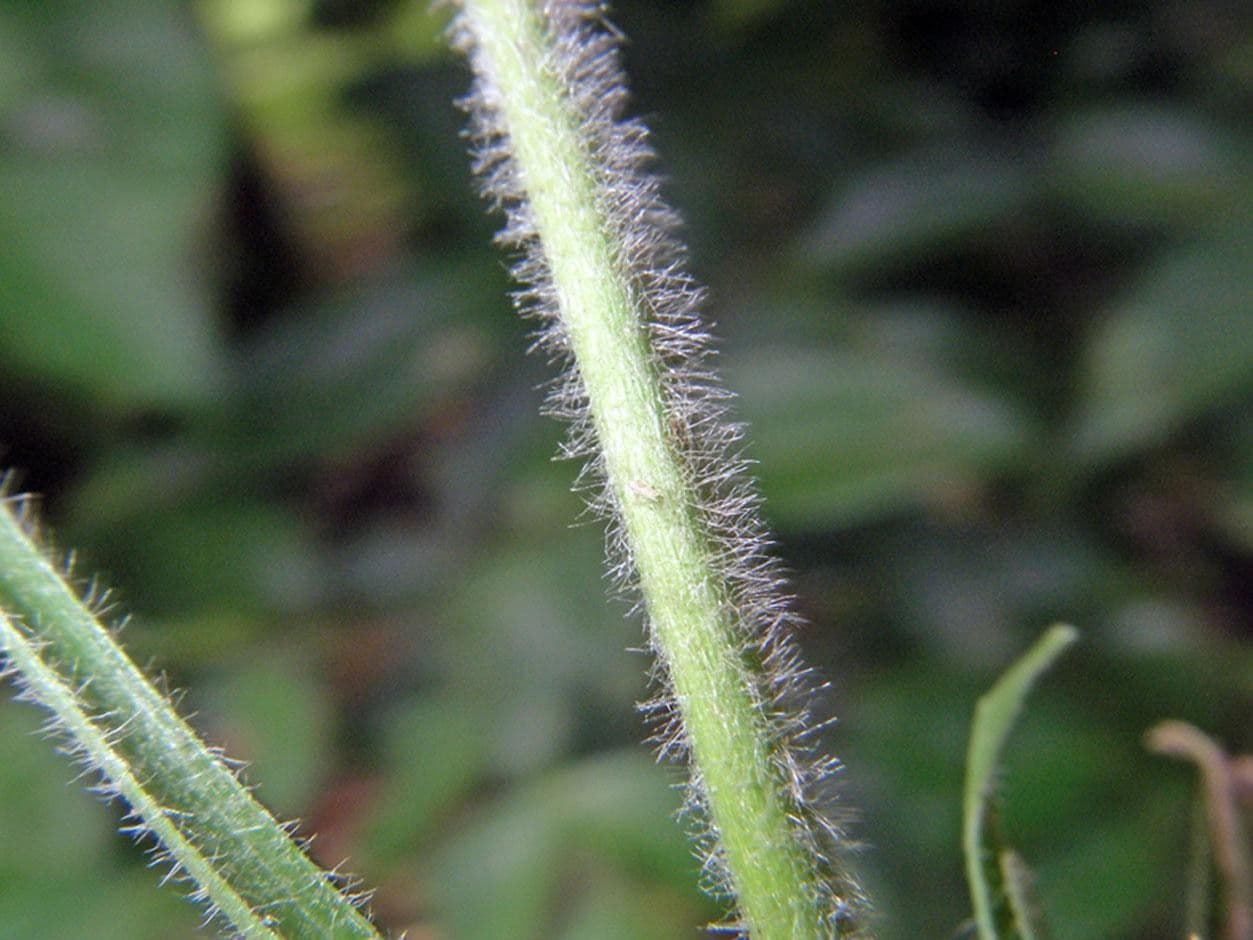 Rhynchospora 22