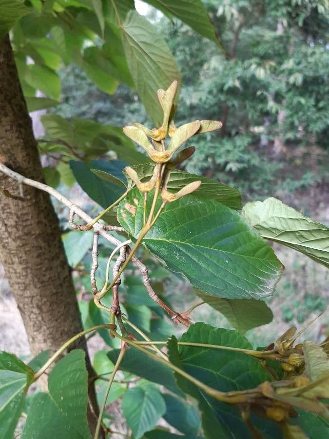 Arce de hoja de tilo 2