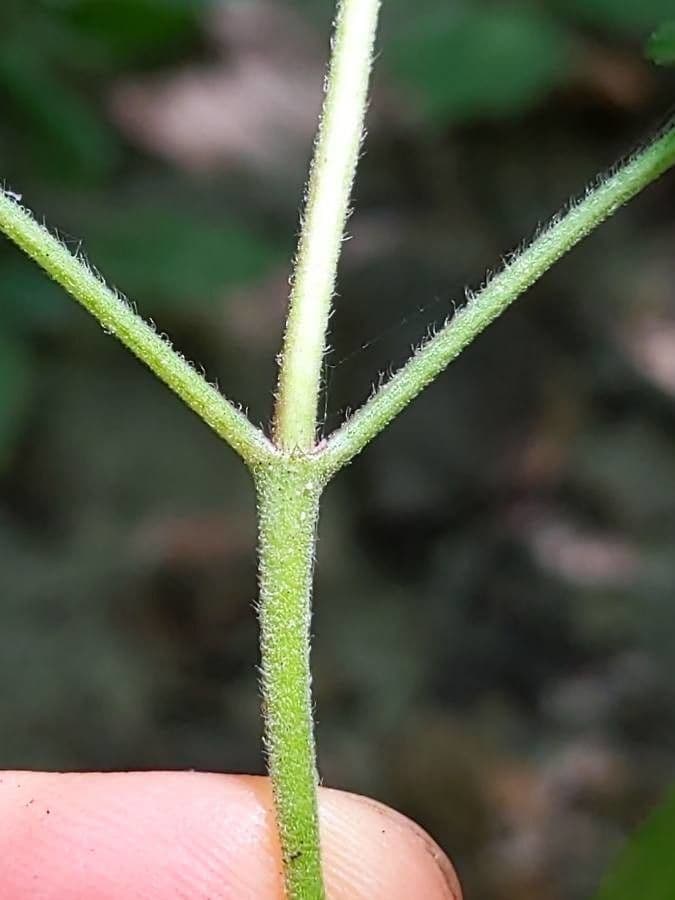 Eupatorio azul 18