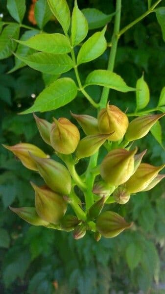 Bignonia cinese 29