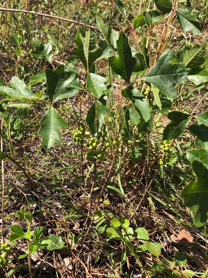 Toxicodendron pubescens 3