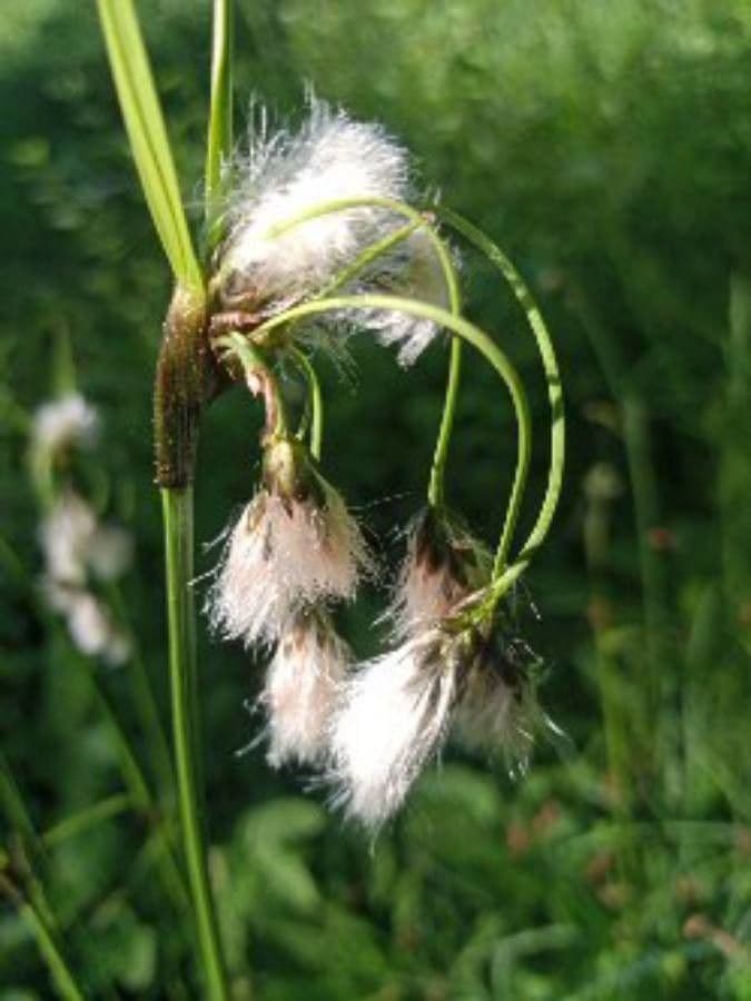 Breitblättriges Wollgras 10