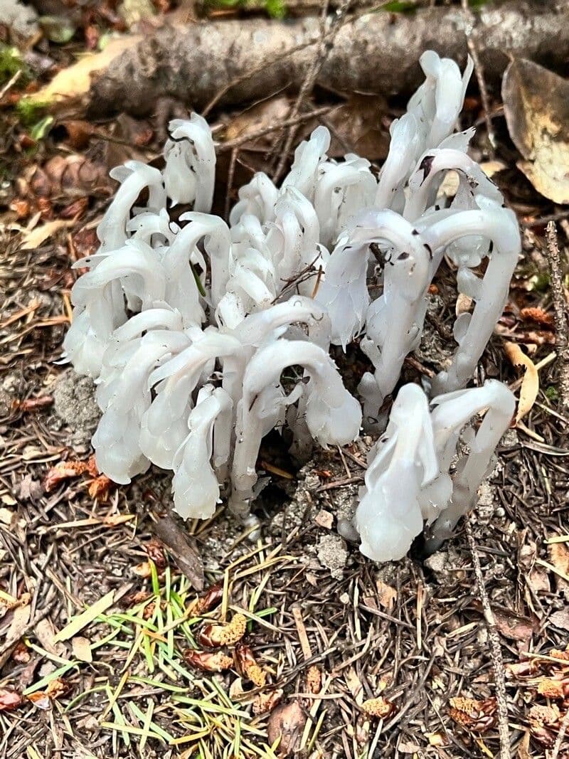 Ipopitide uniflora 11