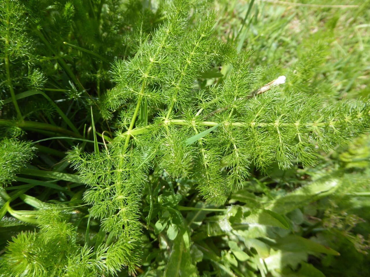 Finocchiella 14