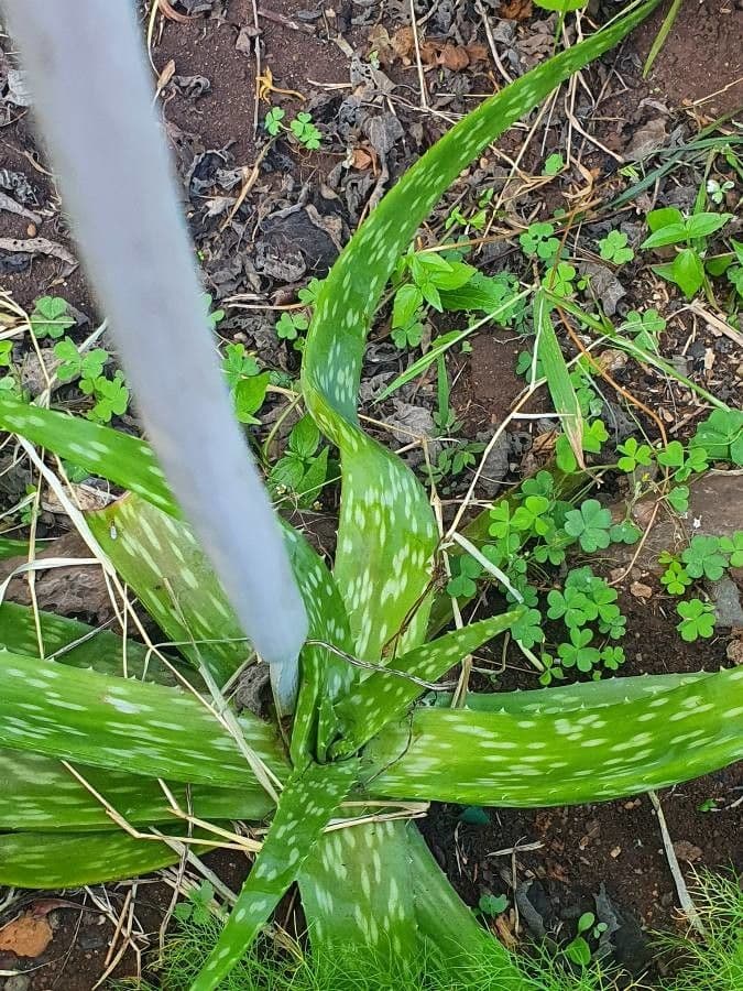 Aloe 16