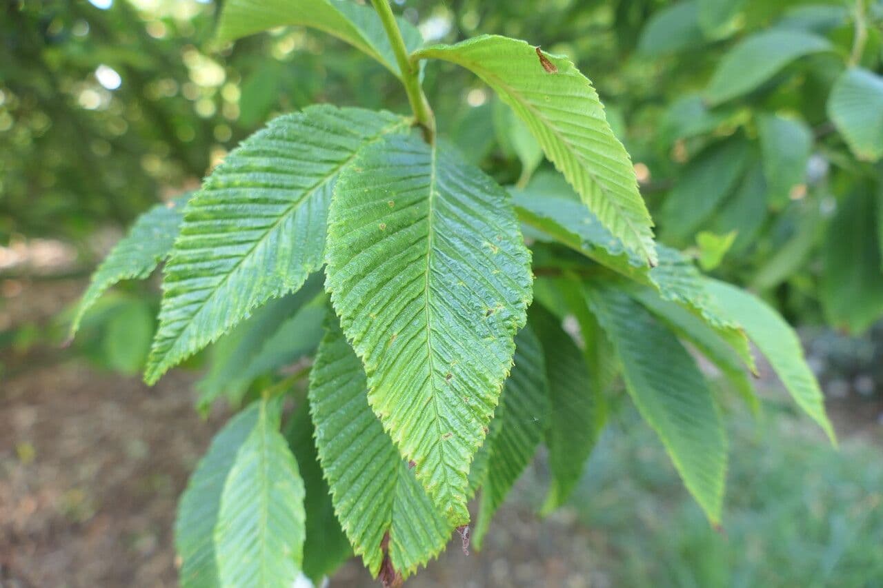 Thomsonaria