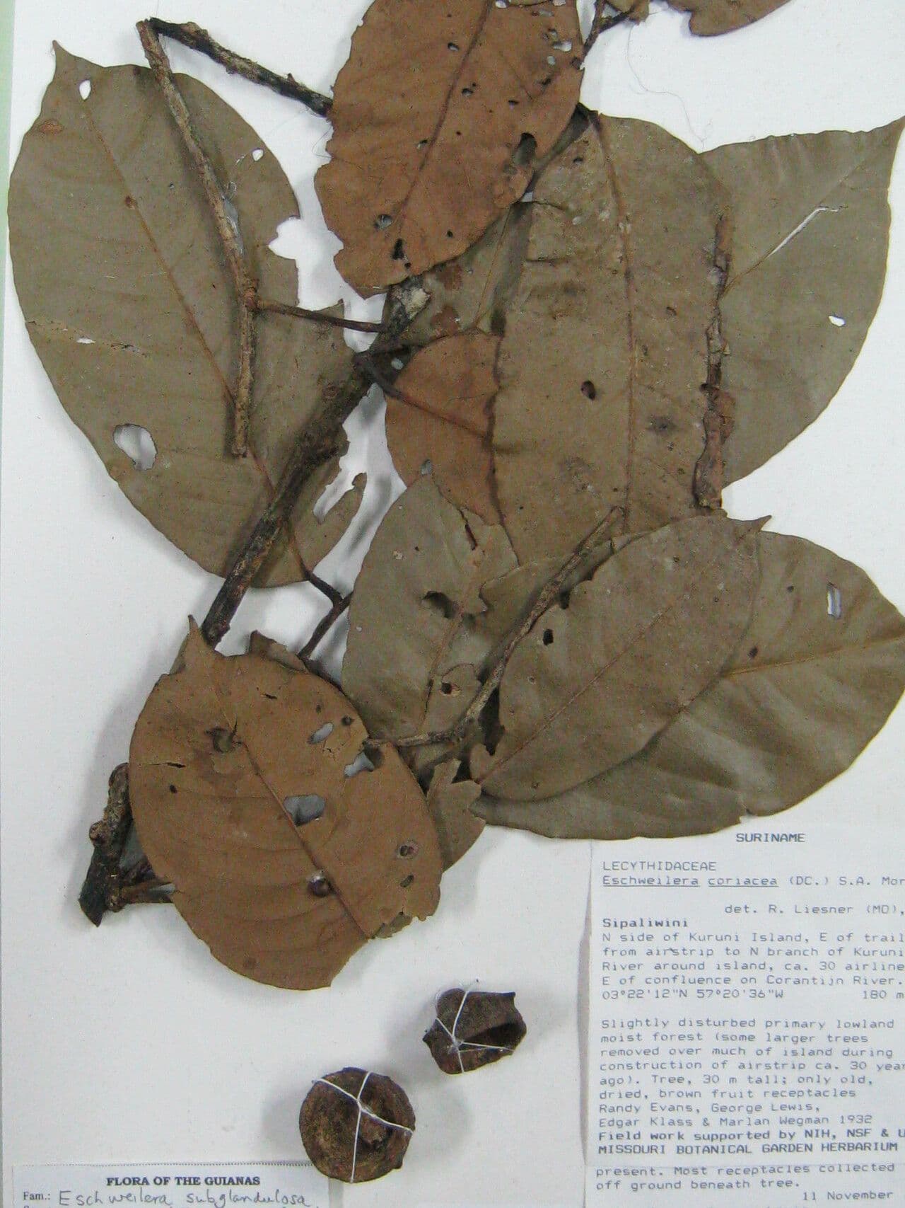Eschweilera