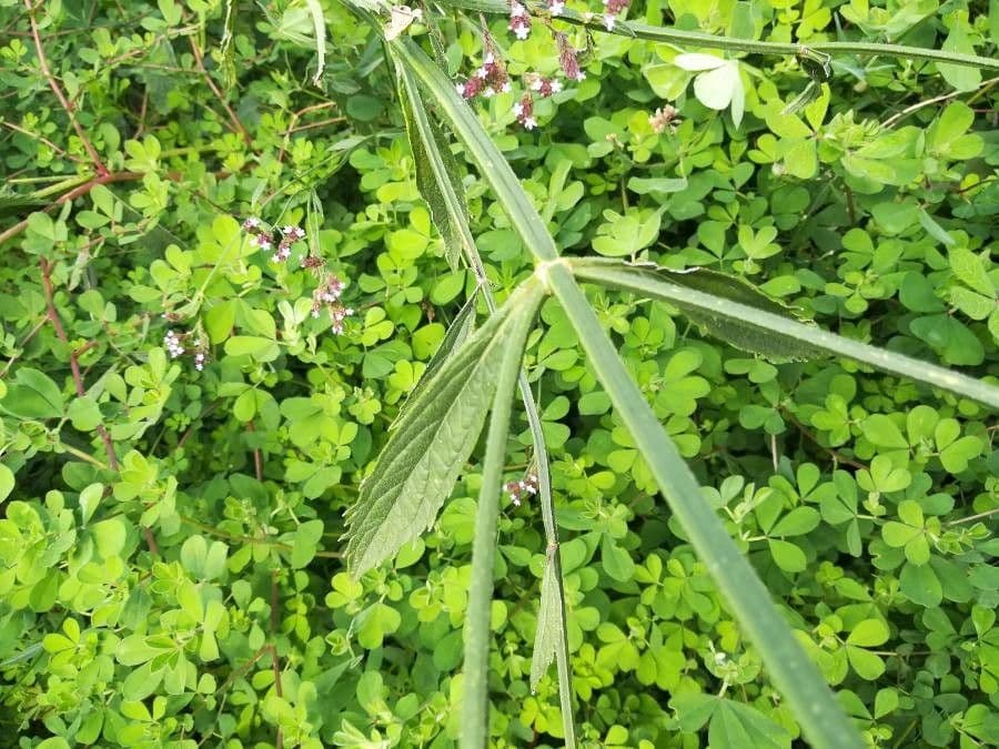 Verbena 17