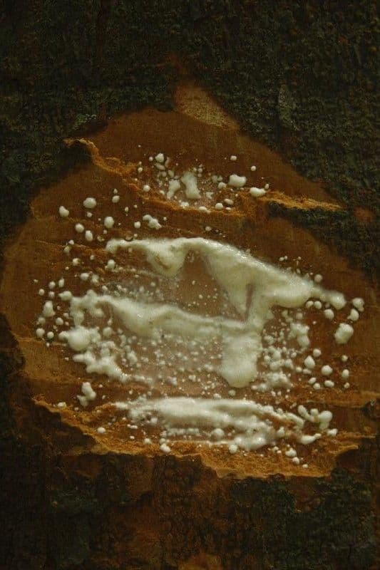 Parahancornia 11