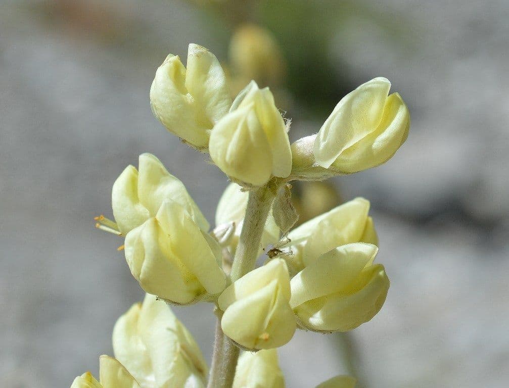 Langblättrige Lupine 2