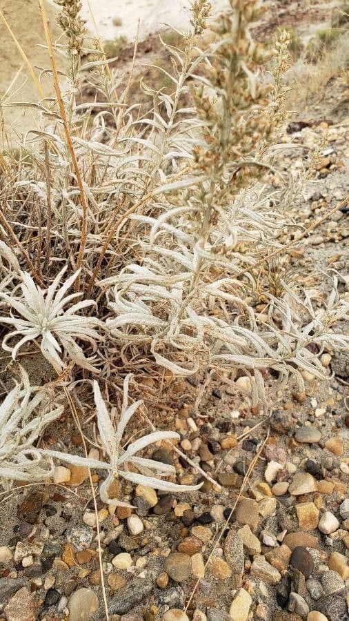 Artemisia argentea 14
