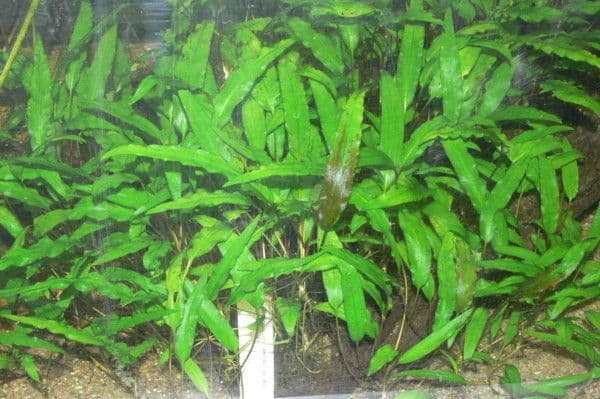 Cryptocoryne 3