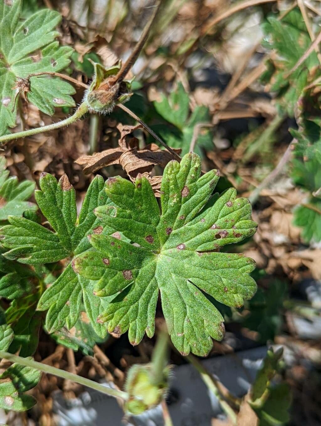 Grauer Storchschnabel 15