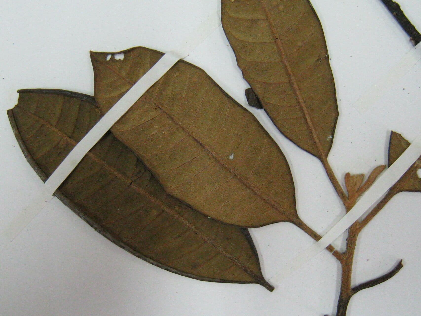 Aspidosperma 9