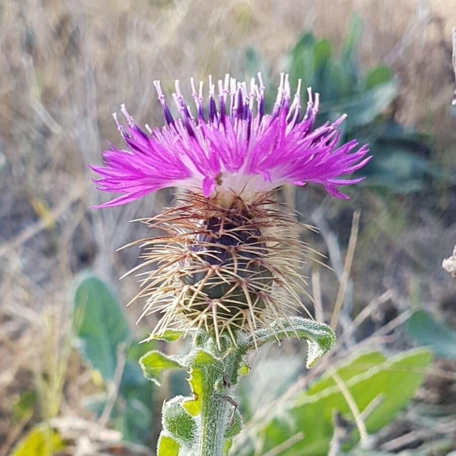 Centaurea 9