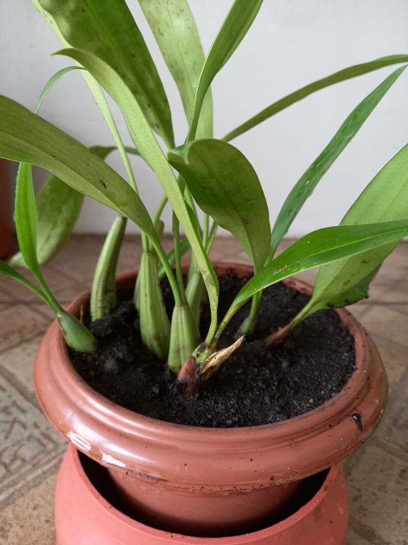 Orchidée queue de chat 13