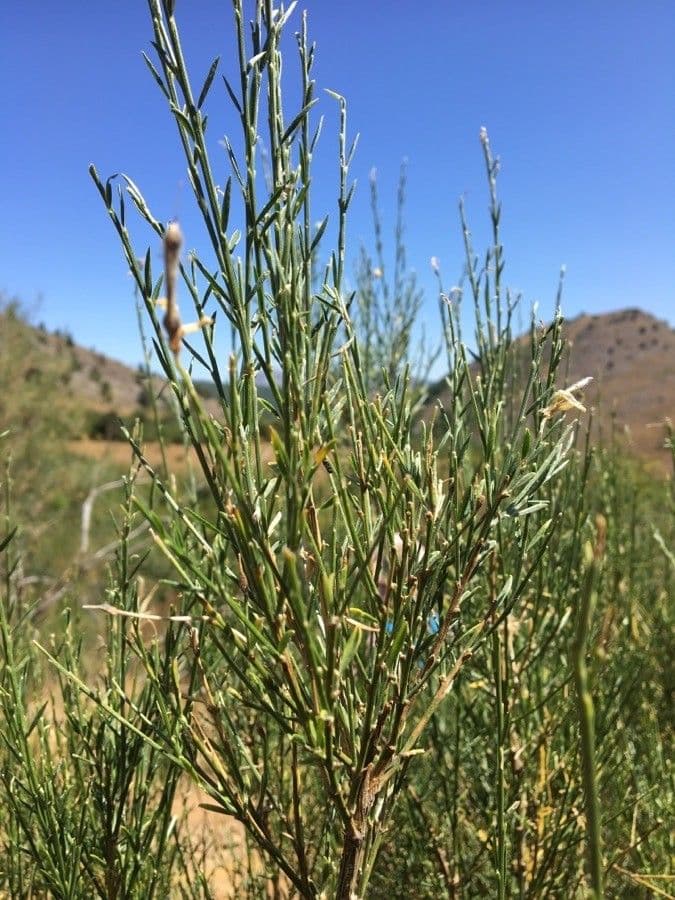 Ginestra cenerina 21