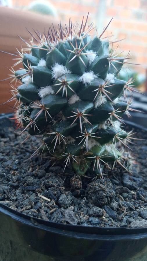 Mammillaria 7