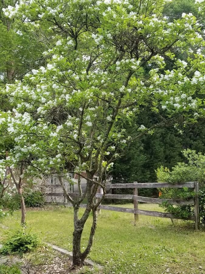 Chionanthus 11