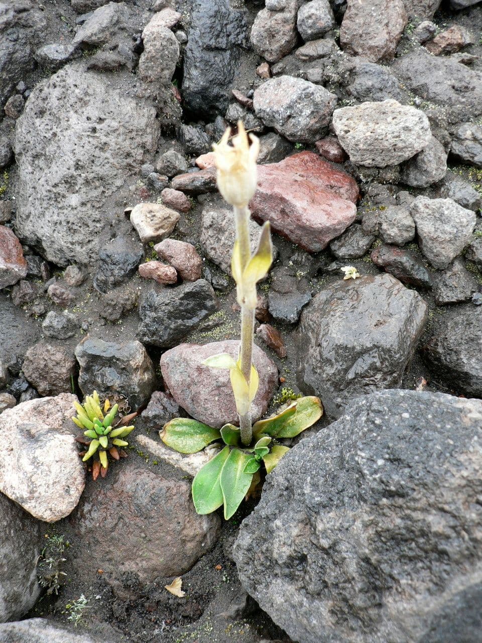 Silene 3