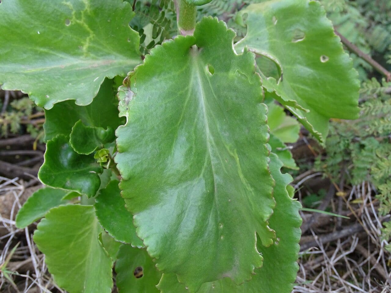 Kalanchoe densiflora 13