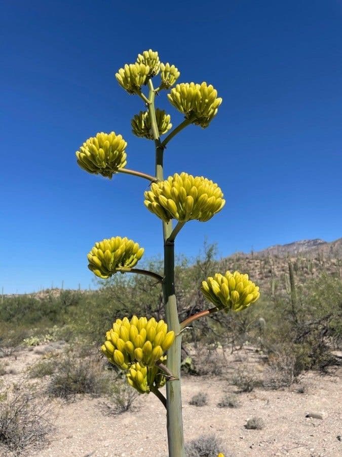 Wüsten-Agave 19