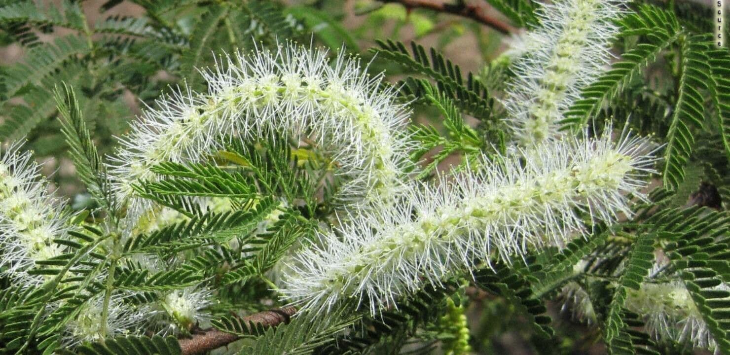 Mimosenbaum 3